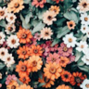 Meet your Posher, Evangeline